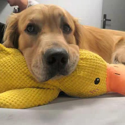 CalmiDuck Comfort | Kuschelig Plüsch-Ente für Hunde