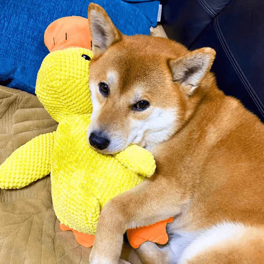 CalmiDuck Comfort | Kuschelig Plüsch-Ente für Hunde