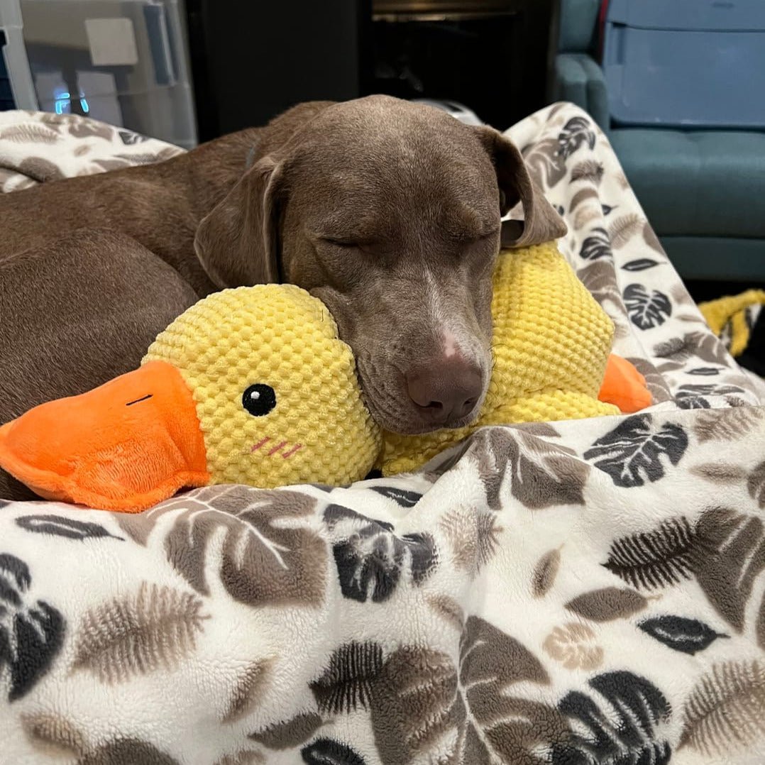 CalmiDuck Comfort | Kuschelig Plüsch-Ente für Hunde